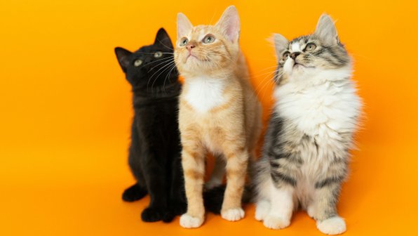 О чем мечтают кошки. 10 тайных желаний