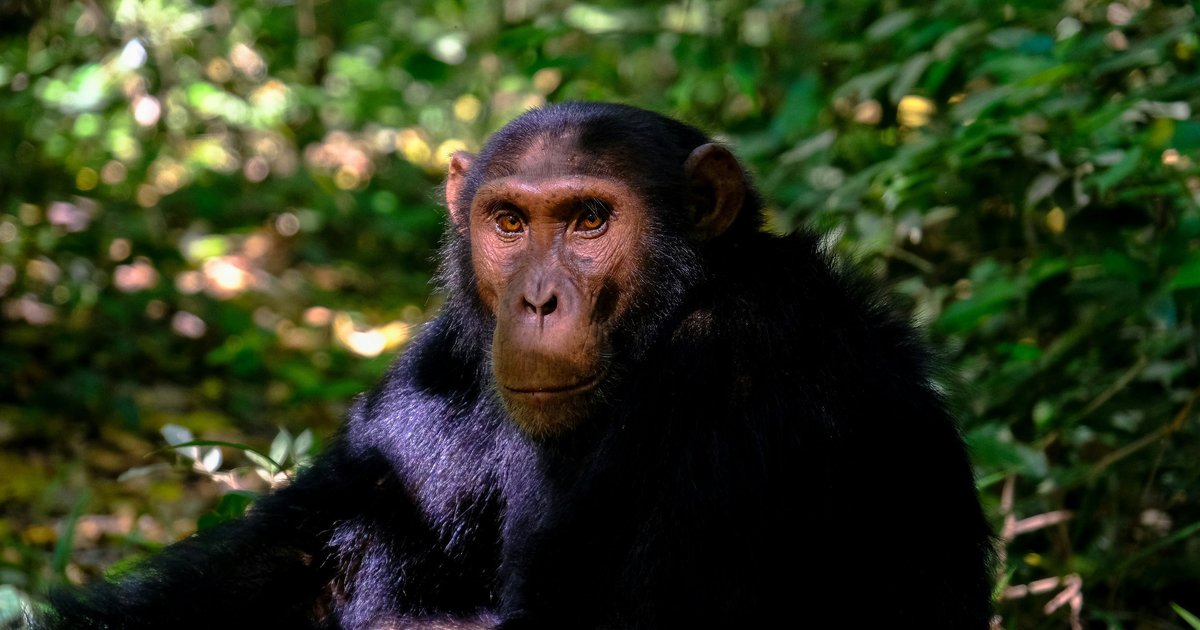Шимпанзе научились использовать растения как лекарства
