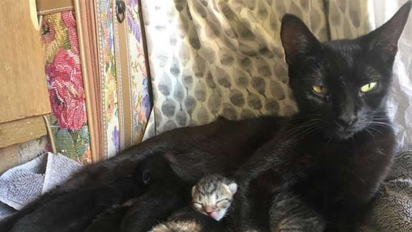 Бездомная кошка пришла в гости к коту – и родила