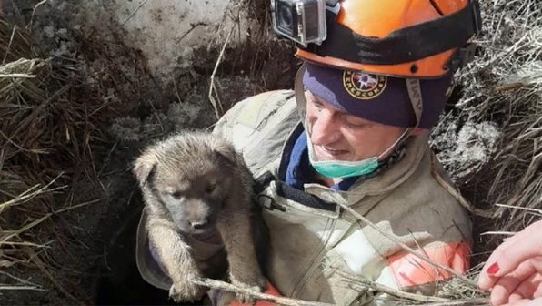 На Колыме спасли щенков, которые провалились в подземную шахту