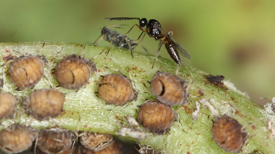 Lysiphlebus fabarum Lysiphlebus fabarum