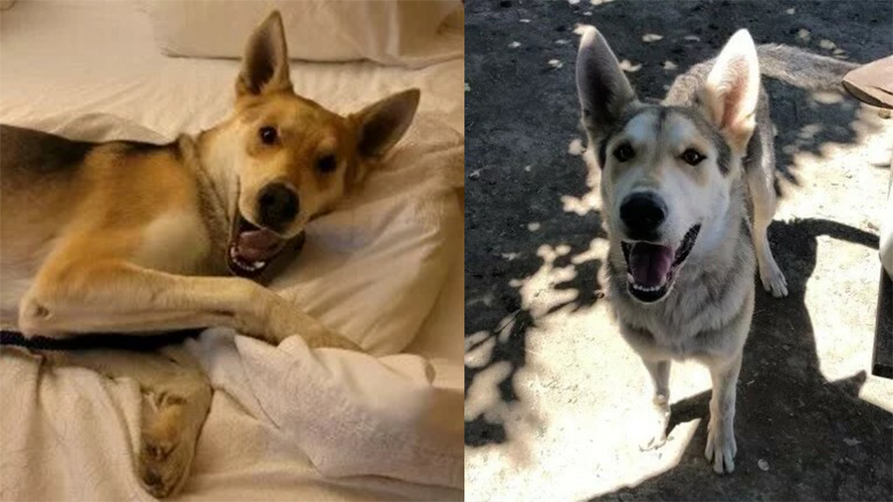 Спустя год пса нашли — он оказался в тысячах километров от дома