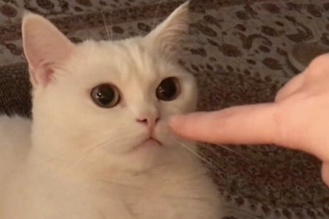 Мем пуньк