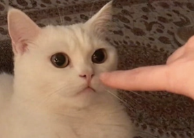 Мем пуньк
