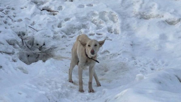 В Нижнем Новгороде спасли истощенную до скелета собаку