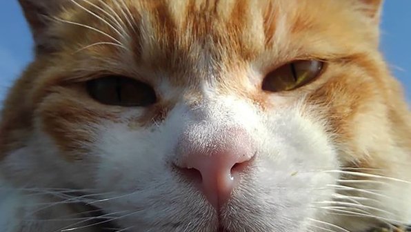 Японец снял 20 тысяч видео про кошек, которые никто не хочет смотреть