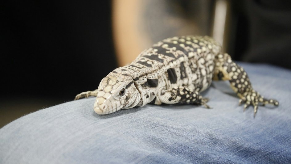 Искусственный интеллект сравнил 100+ позвонков из базы данных openVertebrate и выдал результат: это новый вид древних тегу — Wautaugategu formidus. Искусственный интеллект сравнил 100+ позвонков из базы данных openVertebrate и выдал результат: это новый вид древних тегу — Wautaugategu formidus.