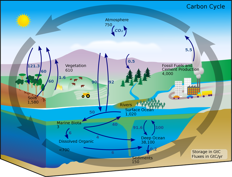 Круговорот углерода на Земле. Фото: Wikimedia / Kevin Saff