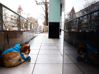 Pets.mail.ru Pets.mail.ru