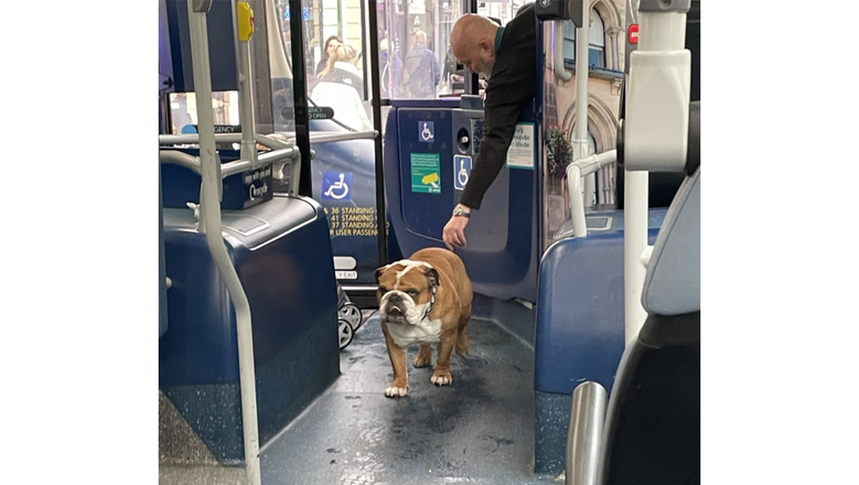 Пес по-хозяйски идет по салону автобуса