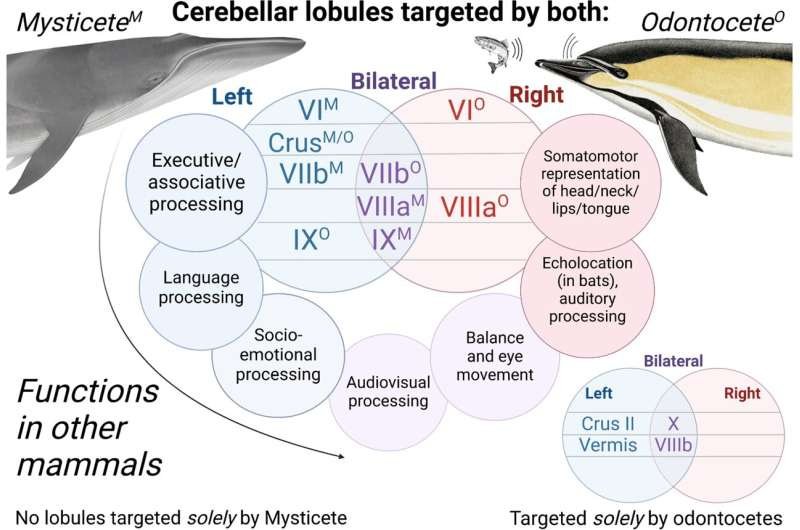 цветовая схема цветовая схема