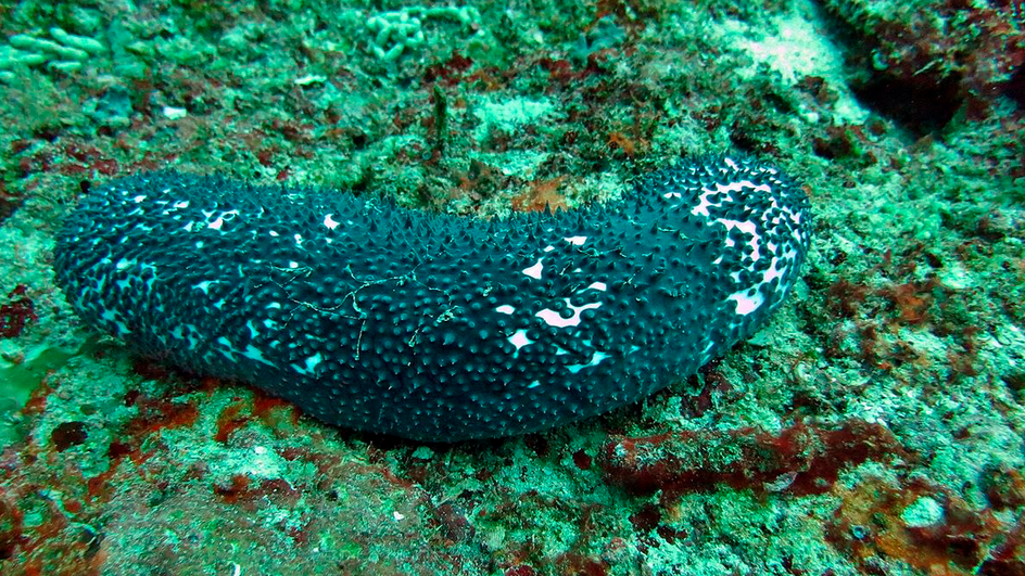 Морской огурец Морской огурец