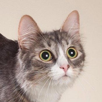 Карельский бобтейл - описание породы кошек: характер, особенности  поведения, размер, отзывы и фото - Питомцы Mail.ru