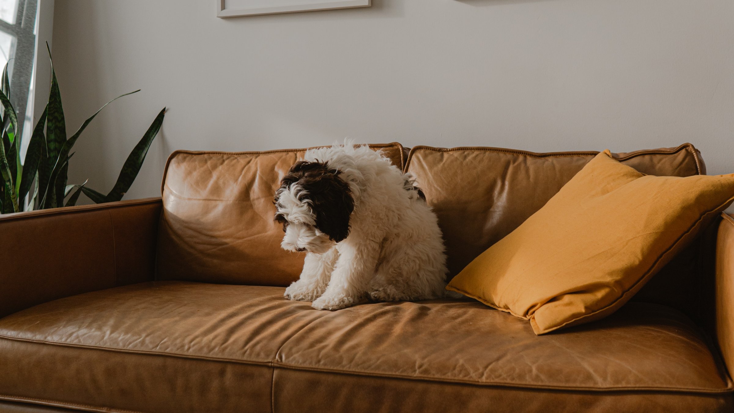 Как убрать запах собачьей мочи с дивана