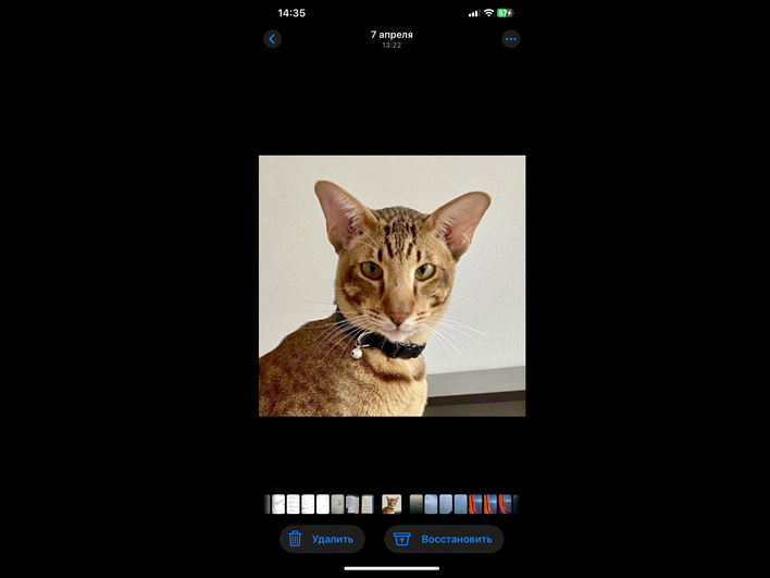 Галерея фото в папке Недавно удаленное на iPhone Галерея фото в папке Недавно удаленное на iPhone