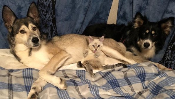 Собака выходила кошку с парализованными лапами