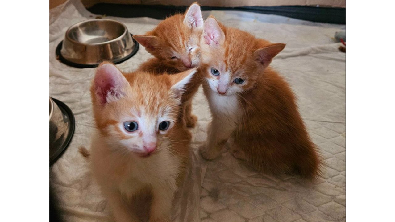 Рыжие котята Рыжие котята