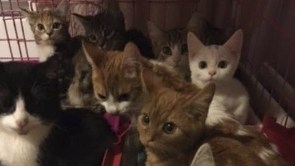 Без еды и воды: британка спасла из запертой квартиры 33 кошек