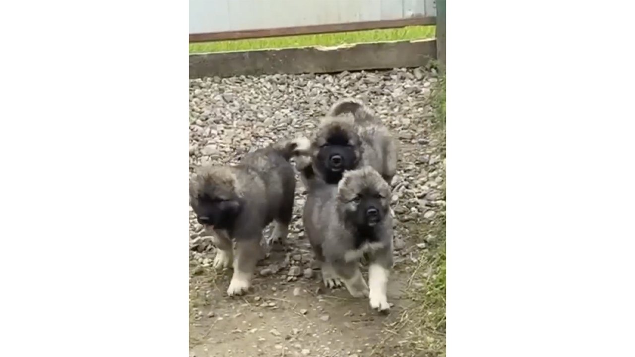 Будущие сотрудники правопорядка Будущие сотрудники правопорядка