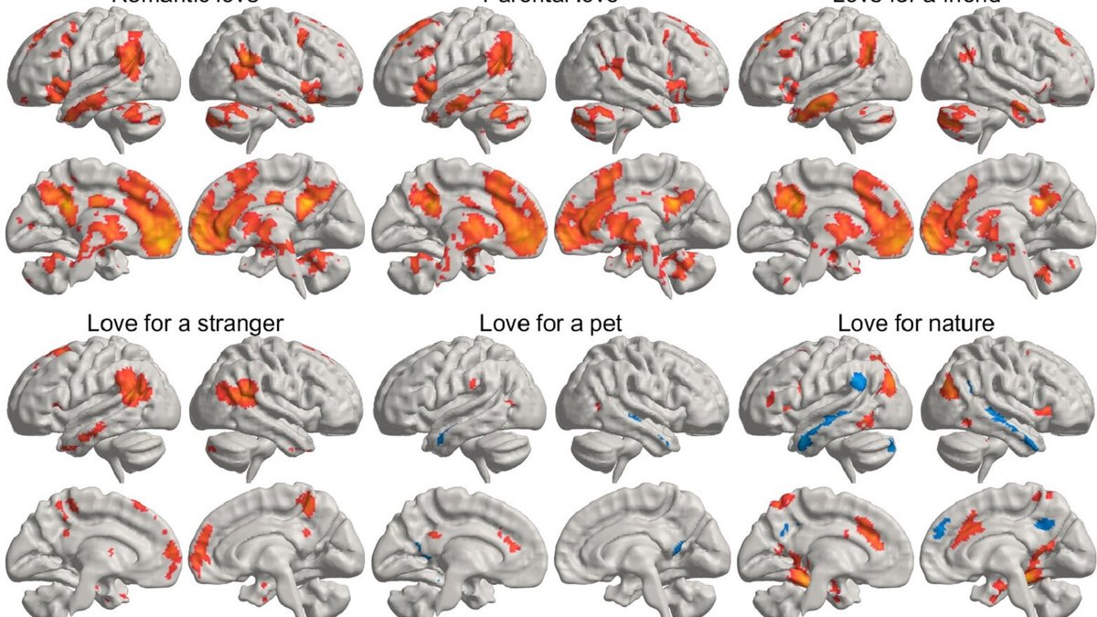 Where love lives in the brain: scientists answer