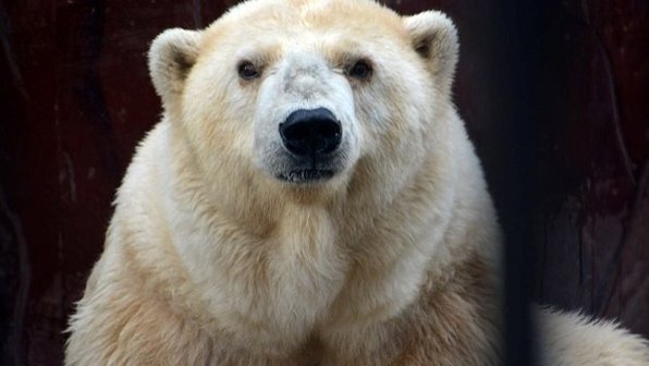 Умерла самая взрослая белая медведица в России