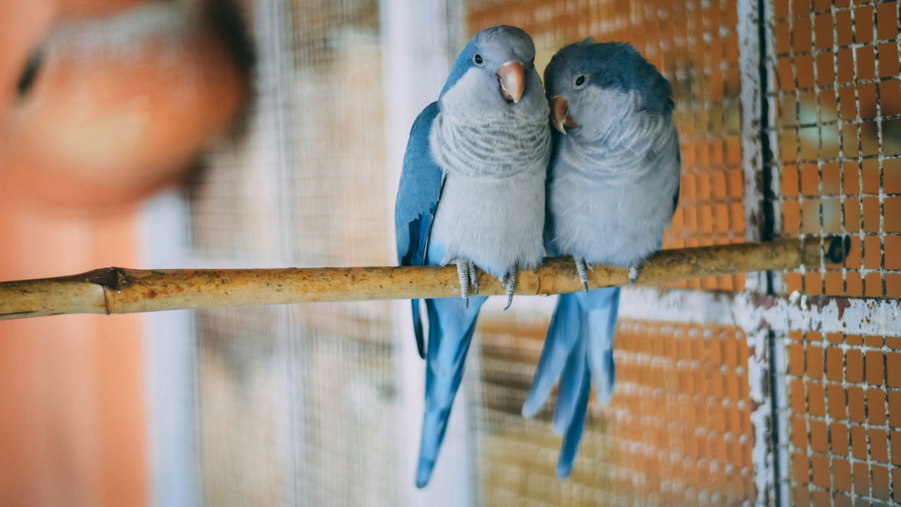 parrots parrots