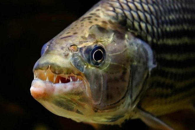 Африканская тигровая рыба (Hydrocynus sp.) с крупными коническими зубами Африканская тигровая рыба (Hydrocynus sp.) с крупными коническими зубами