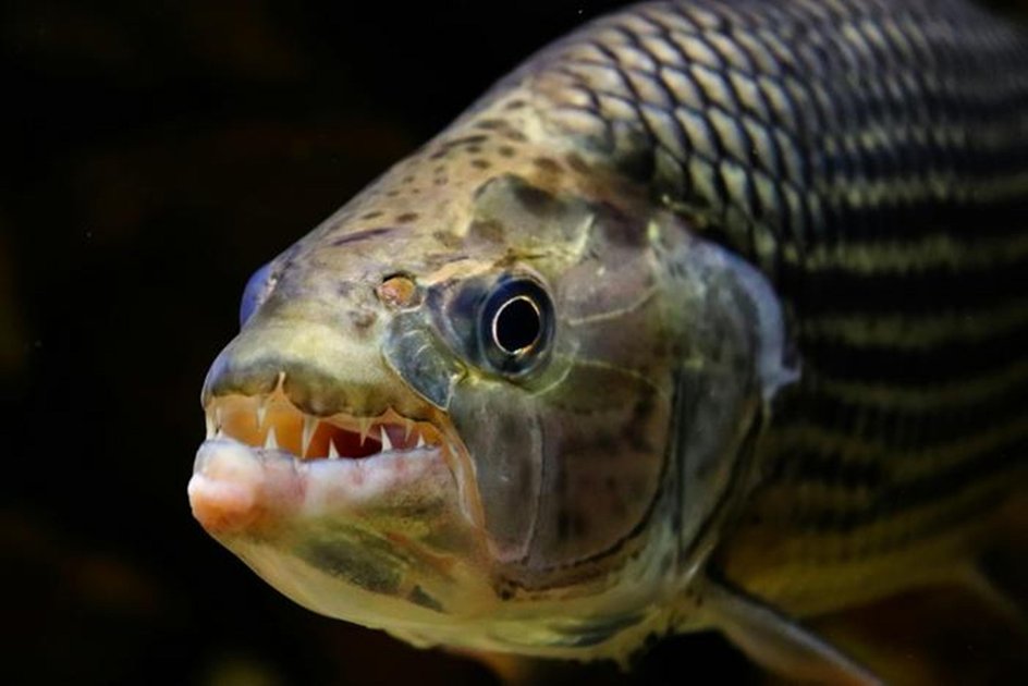 Африканская тигровая рыба (Hydrocynus sp.) с крупными коническими зубами Африканская тигровая рыба (Hydrocynus sp.) с крупными коническими зубами