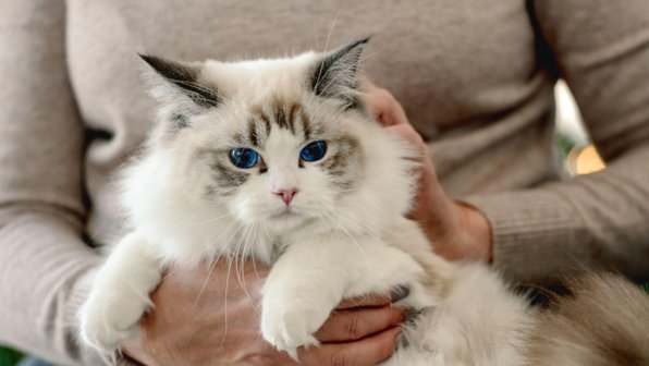 Самые ласковые кошки: рейтинг пород домашних питомцев с фото и описанием