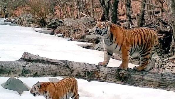 Знаменитая на весь мир тигрица из Приморья снова стала мамой