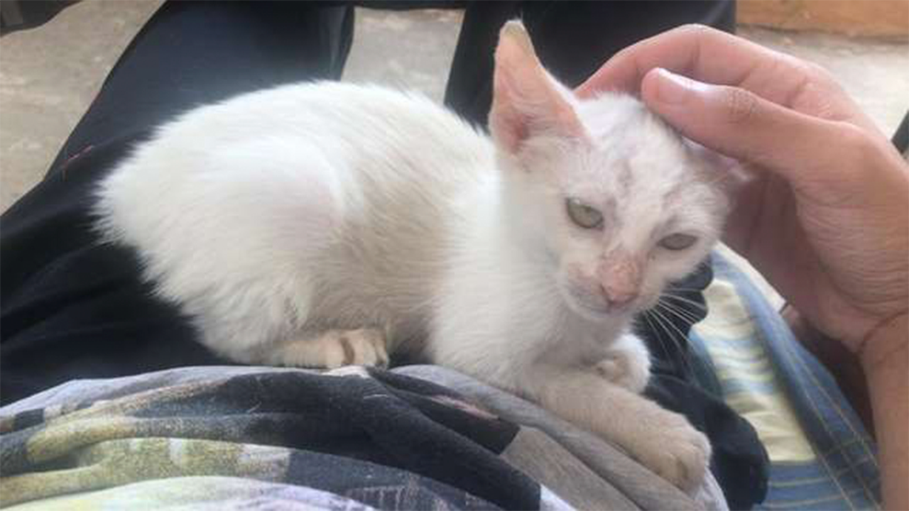 Котенок уснул на мужчине Котенок уснул на мужчине