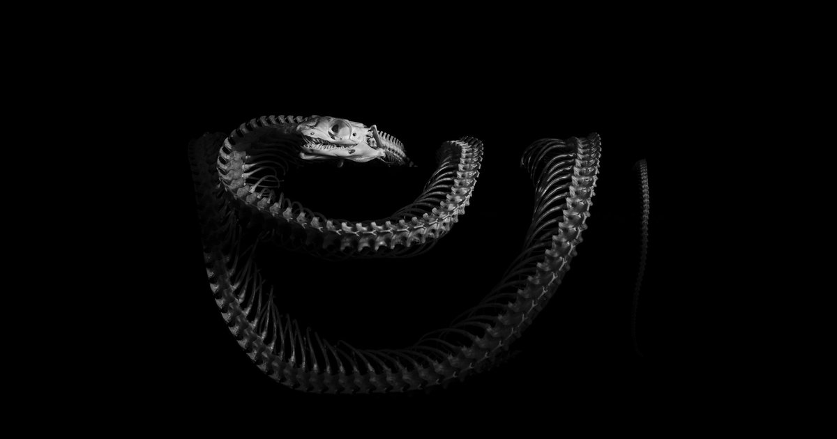 Новый вид древних змей найден в США