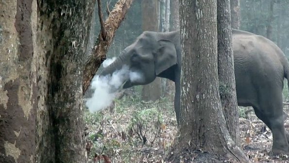 Ученые в Индии сняли на видео «курящую» слониху