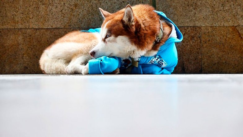 Pets.mail.ru Pets.mail.ru