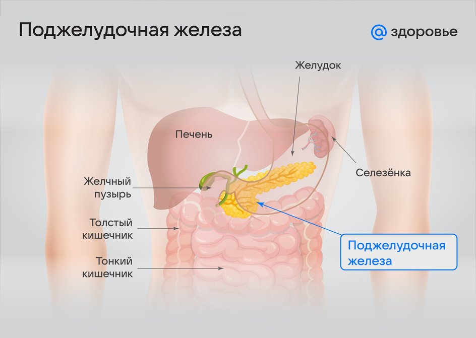 Схема расположения поджелудочной железы