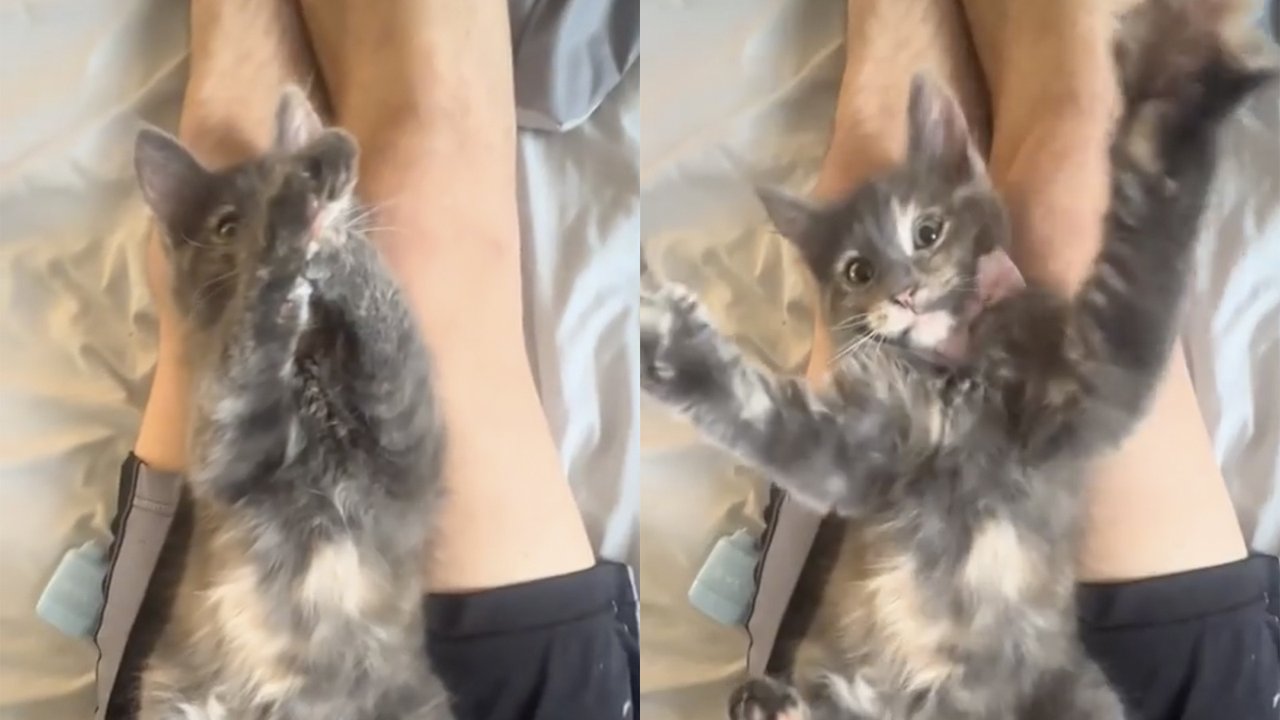 Котенок танцует Котенок танцует
