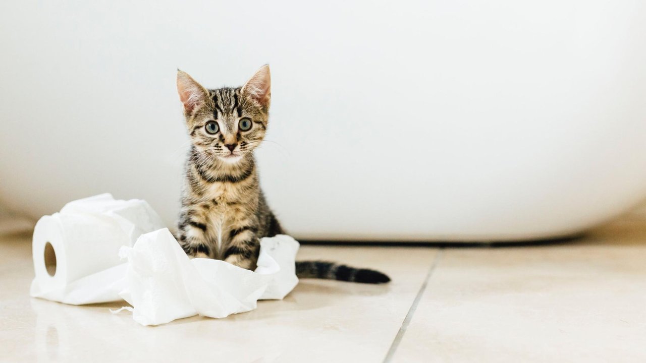 Котенок