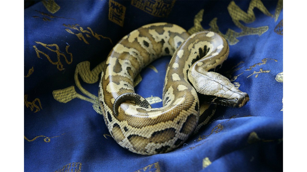 Короткохвостый питон (Python brongersmai) Короткохвостый питон (Python brongersmai)