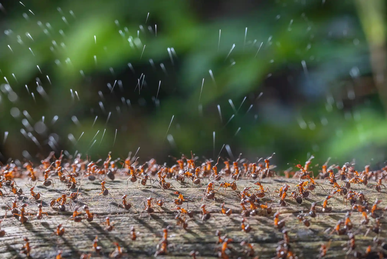Древесные муравьи плюются кислотой. Победитель категории «Насекомые». Фото: Close-Up Photographer of the Year