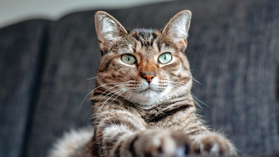 Кошка Кошка