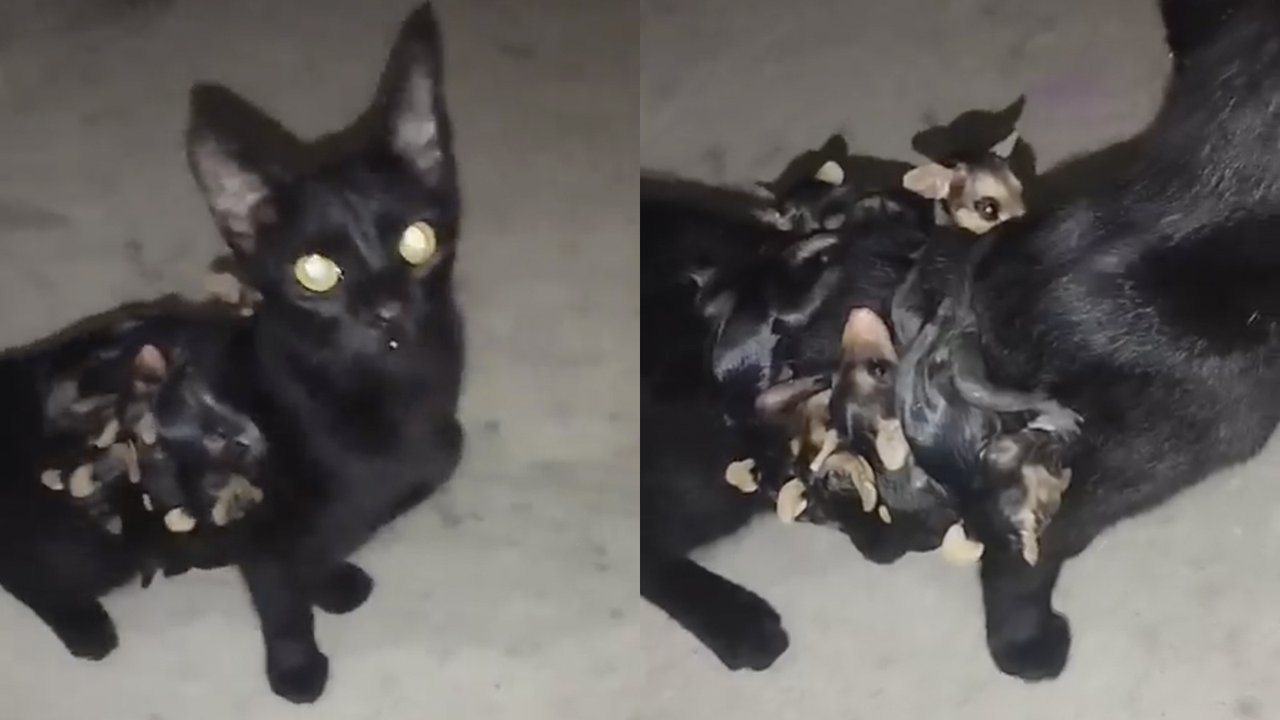 Кошка ушла из дома и вернулась с детьми — но они не ее Кошка ушла из дома и вернулась с детьми — но они не ее