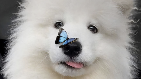 25 милых фото кошек и собак, которые впервые увидели бабочек