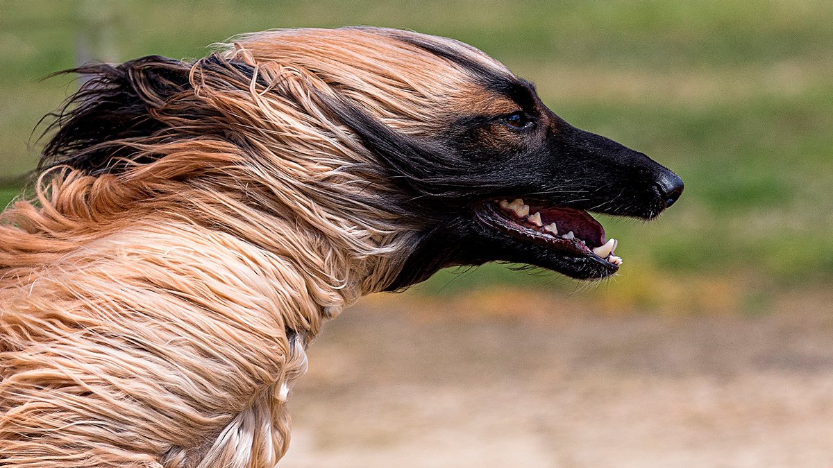 Рассмотрите фотографии собаки породы афганская борзая