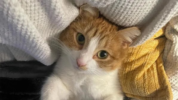 Кошка два года приходила к женщине и умоляла приютить ее