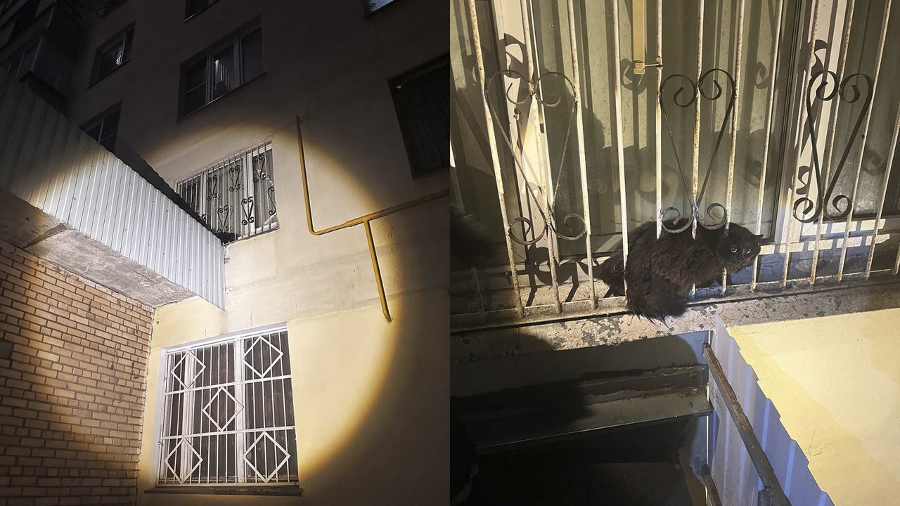 В Москве спасли кота-парашютиста, застрявшего в решетке