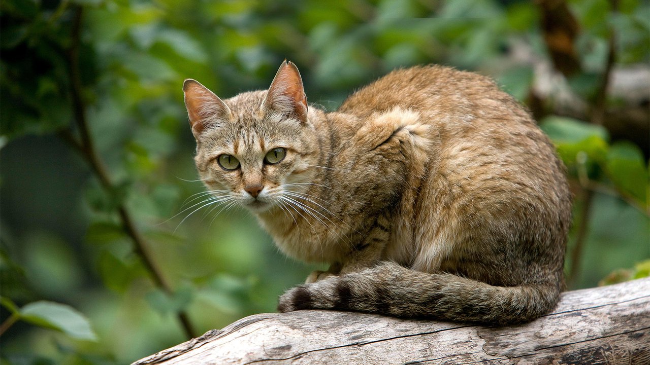 Африканская лесная кошка Африканская лесная кошка
