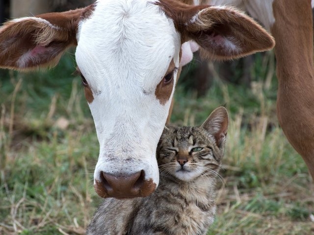 У кошек и коров больше общего, чем вы думаете. Вот 10 доказательств