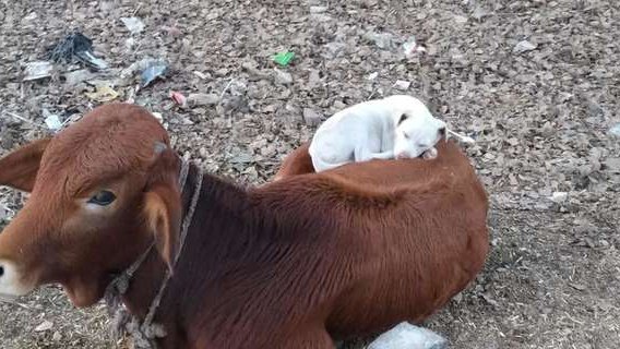 Pets.mail.ru