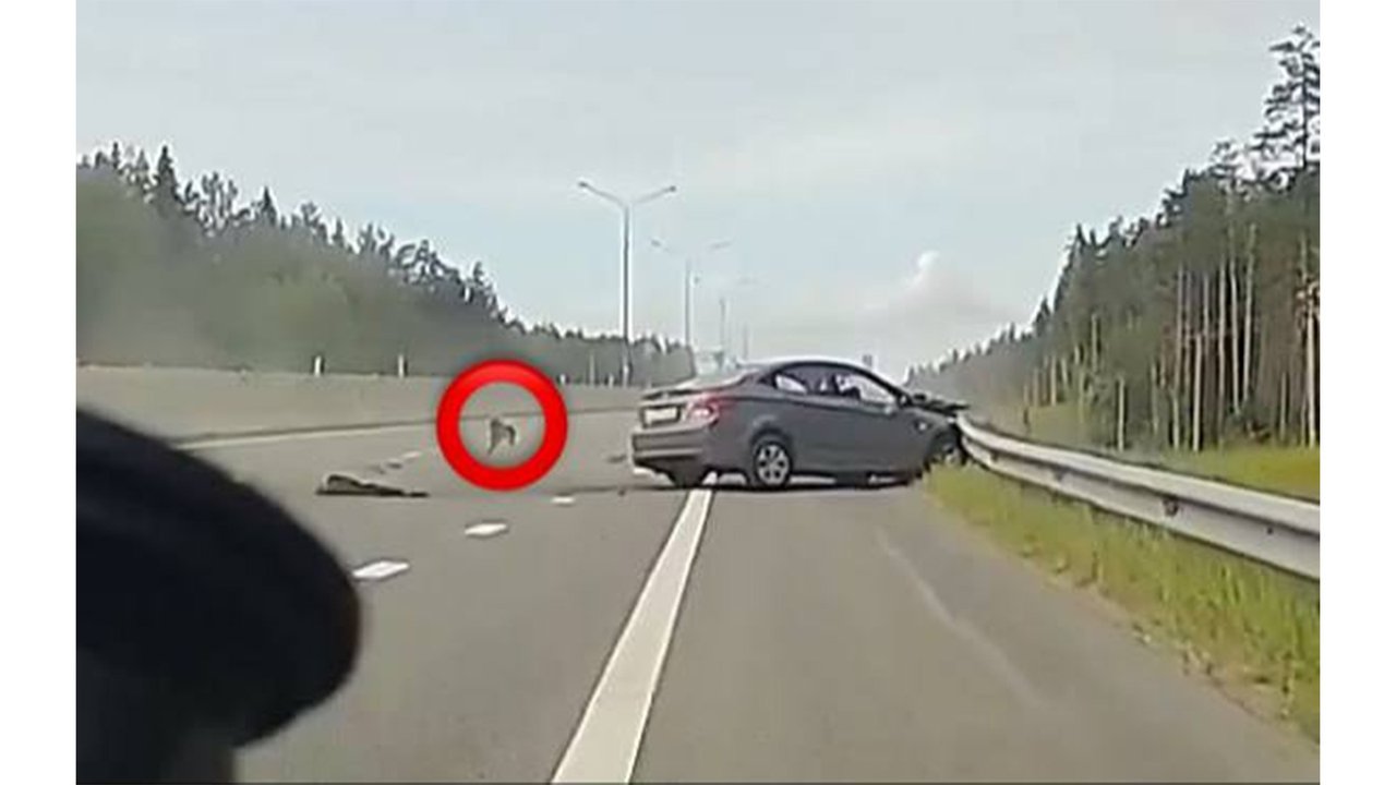 Собака убежала после ДТП Собака убежала после ДТП