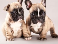 Content image for: 484268 | Самые популярные породы собак: французский бульдог